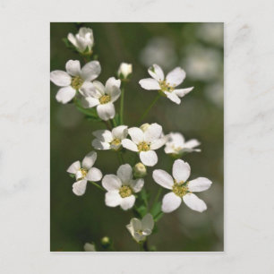 Carte Postale Perles de la nature