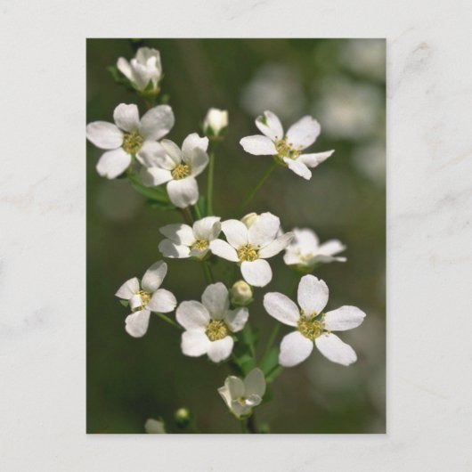 Carte Postale Perles de la nature (Devant)