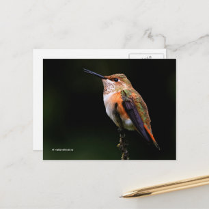 Carte Postale Perles rousses de colibri sur arbre fruitier
