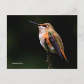 Carte Postale Perles rousses de colibri sur arbre fruitier (Devant)