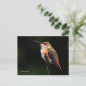 Carte Postale Perles rousses de colibri sur arbre fruitier (Debout devant)