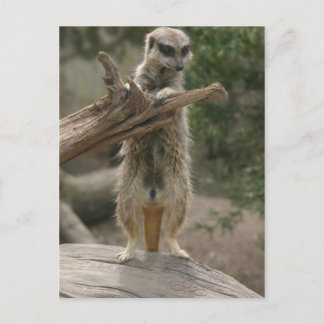 Carte postale permanente Meerkat