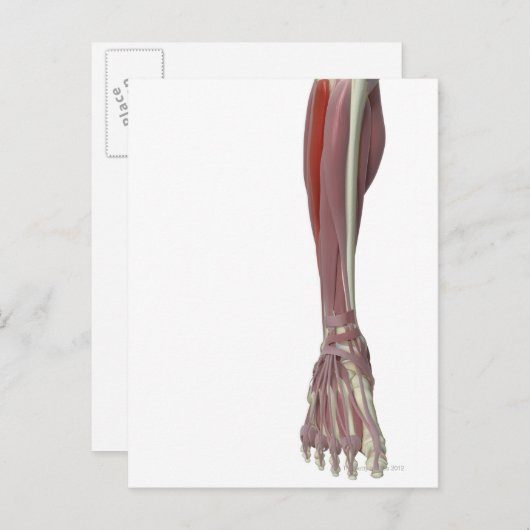 Carte Postale Peroneus Longus (Devant / Derrière)