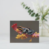 Carte Postale Pérou, Forêt tropicale péruvienne. Grenouille flèc (Debout devant)