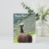Carte Postale pérou llama derrière (Debout devant)