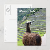 Carte Postale pérou llama derrière (Devant / Derrière)