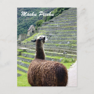 Carte Postale pérou llama derrière