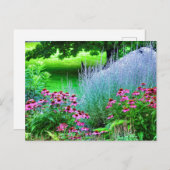 Carte Postale Perovskie pourpre et échinacée (Devant / Derrière)