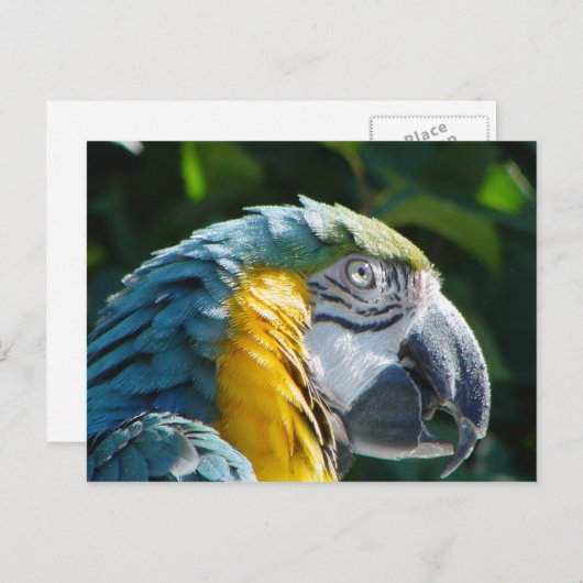 Carte postale Perroquet (Devant / Derrière)