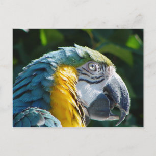 Carte postale Perroquet