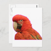 Carte Postale Perroquet (Devant / Derrière)