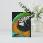 Carte Postale Perroquet (Debout devant)
