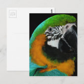 Carte Postale Perroquet (Devant / Derrière)