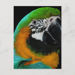 Carte Postale Perroquet