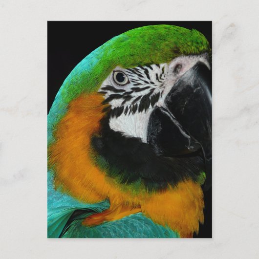 Carte Postale Perroquet (Devant)