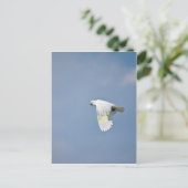 Carte Postale Perroquet (Debout devant)