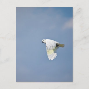 Carte Postale Perroquet