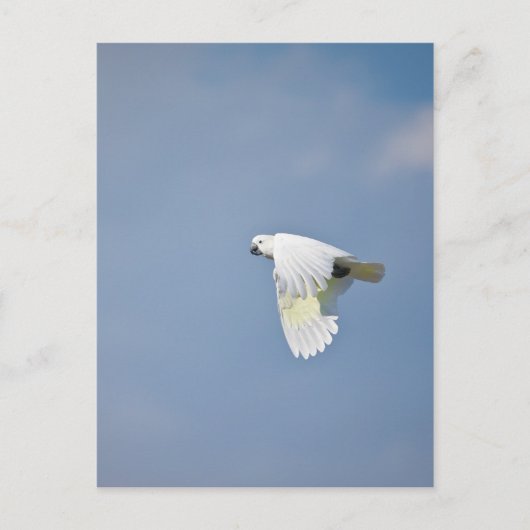 Carte Postale Perroquet (Devant)
