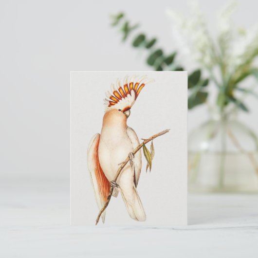 Carte Postale Perroquet (Debout devant)