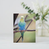 Carte Postale Perroquet (Debout devant)