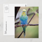 Carte Postale Perroquet (Devant / Derrière)