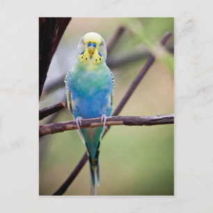 Carte Postale Perroquet