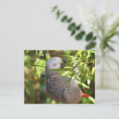 Carte Postale perroquet (Debout devant)