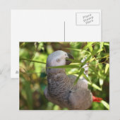 Carte Postale perroquet (Devant / Derrière)