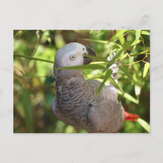 Carte Postale perroquet