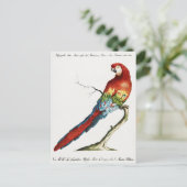 Carte Postale Perroquet (Debout devant)