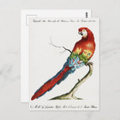 Carte Postale Perroquet (Devant / Derrière)
