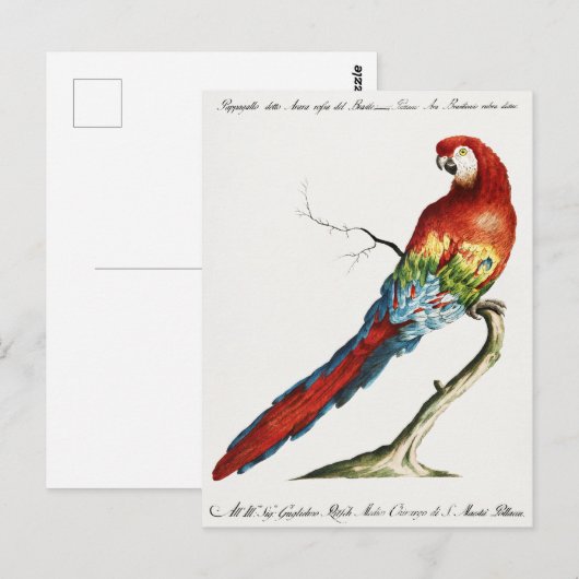 Carte Postale Perroquet (Devant / Derrière)