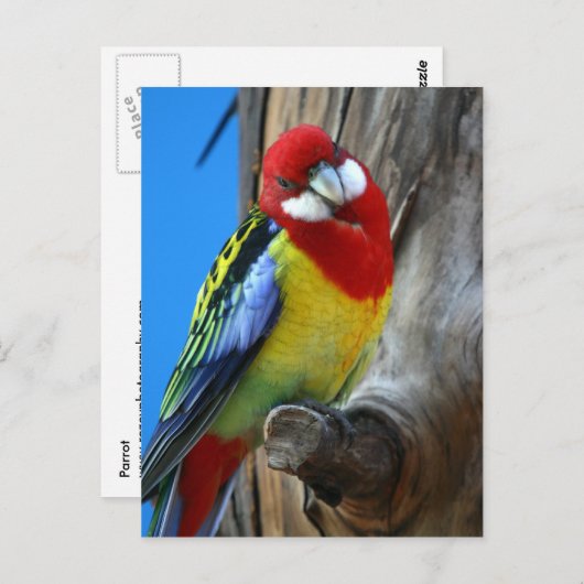 Carte Postale Perroquet (Devant / Derrière)
