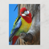 Carte Postale Perroquet (Devant)