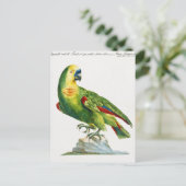 Carte Postale Perroquet (Debout devant)