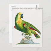 Carte Postale Perroquet (Devant / Derrière)