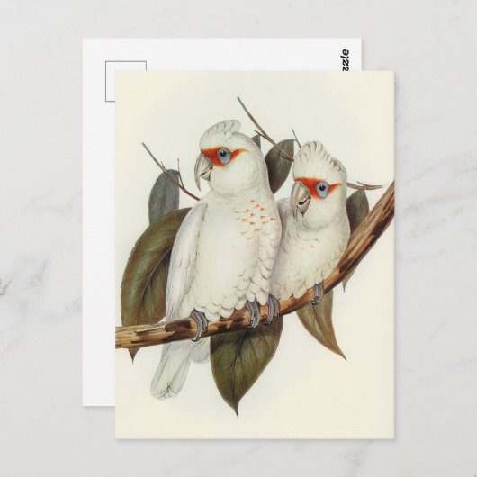 Carte Postale Perroquet (Devant / Derrière)