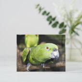 Carte Postale Perroquet (Debout devant)
