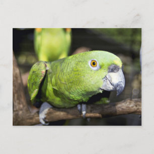 Carte Postale Perroquet