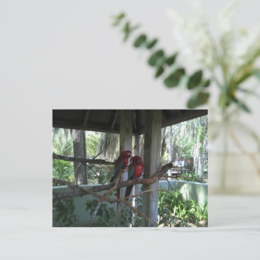 Carte postale Perroquet (Debout devant)