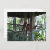 Carte postale Perroquet (Devant / Derrière)