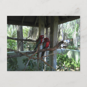 Carte postale Perroquet