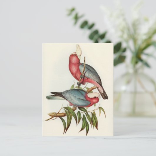 Carte Postale Perroquet (Debout devant)