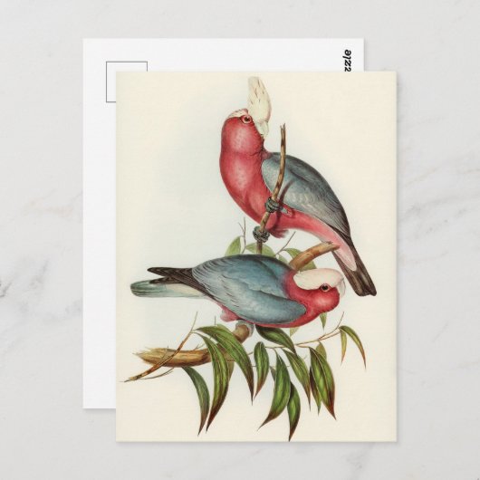 Carte Postale Perroquet (Devant / Derrière)