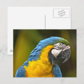Carte Postale Perroquet (Devant / Derrière)