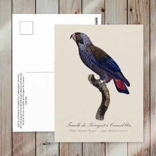 Carte Postale Perroquet a Camail bleu / Perroquet