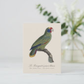 Carte Postale Perroquet à queue rouge, Amazona Brasiliensis (Debout devant)