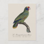 Carte Postale Perroquet à queue rouge, Amazona Brasiliensis (Devant)