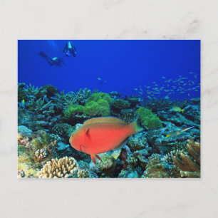 Carte Postale Perroquet à tête de mouton Scarus