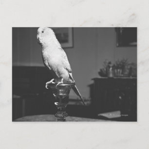 Carte Postale Perroquet assis sur le chandelier B&W